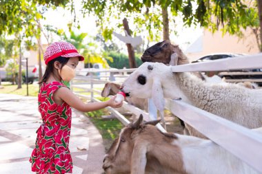 Child wearing mask to prevent coronavirus Covid-19 outbreak, traveling a zoo. Girl feeding animal sheep food milk with plastic bottles milk in the white fence. A 4 year old kid enjoys raising animals. clipart