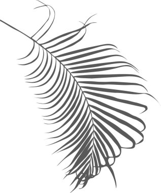 Dekorasyon için palmiye yapraklarının gri gölgesi.