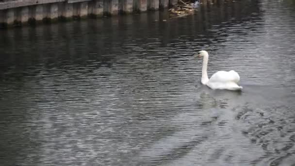 Witte zwanen op het water — Stockvideo