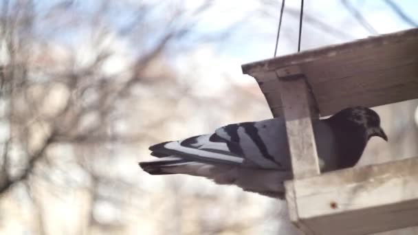 Bird Feeder — Stock Video