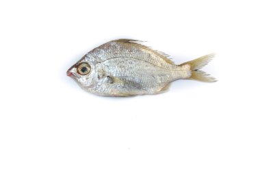 Gerres Fish (Gerres Filamentosus) / Whipfin gümüş kocakarı Balığı, beyaz arka planda izole edilmiş