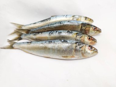 Beyaz bir arka planda izole edilmiş taze Hint yağlı sardalyalarının yakın görüntüsü.