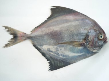 Beyaz bir arkaplanda izole edilmiş Siyah Pomfret 'in yakın görüntüsü.