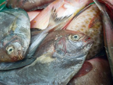 Siyah Pomfret balığının yakın görüntüsü, Seçici Odak.