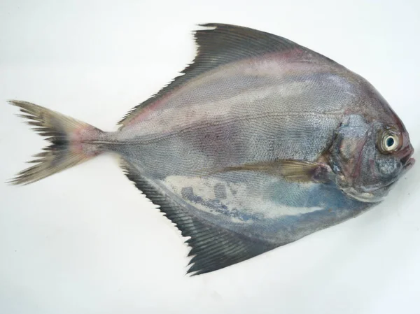 Beyaz bir arkaplanda izole edilmiş Siyah Pomfret 'in yakın görüntüsü.