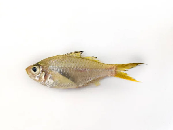 Glatzköpfiger Fisch Malabar Glatzköpfiger Perchlet Fisch Ambassis Dussumieri Isoliert Auf — Stockfoto