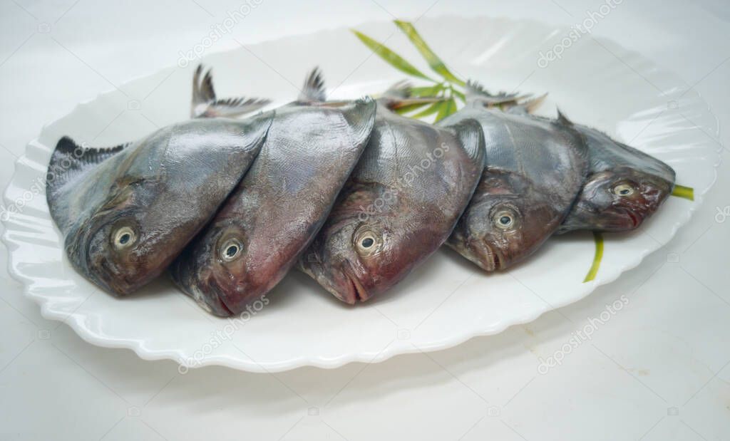 Closeup view of Black Pomfret fish decorated with Vegetables and herbs on a white plate,White Background.