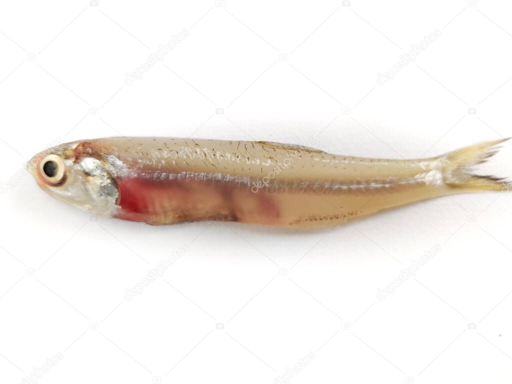 Close up view of indian Anchovy Fish Isolated on white background.