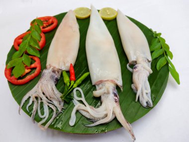 Close up view of fresh raw whole cleaned Loligo Squid (Loligo Duvauceli) decorated with curry leaves , tomato,lemon slice and herbs on a white Background,Selective Focus. Background.Selective Focus.