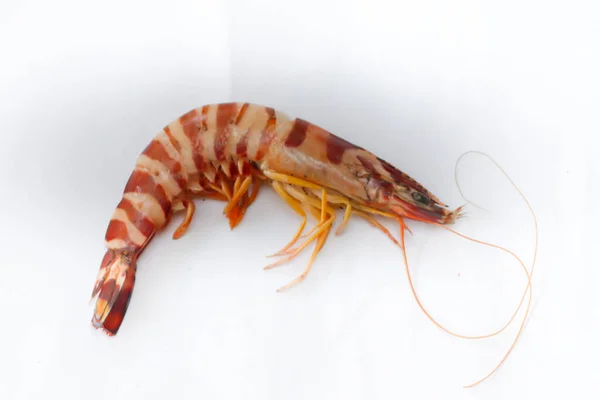 Fresh Giant Tiger Shrimp Απομονωμένη Λευκό Φόντο — Φωτογραφία Αρχείου