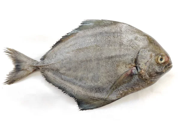 Fresh Black Pomfret Fish Isolated White Background Selective Focus — Stok fotoğraf