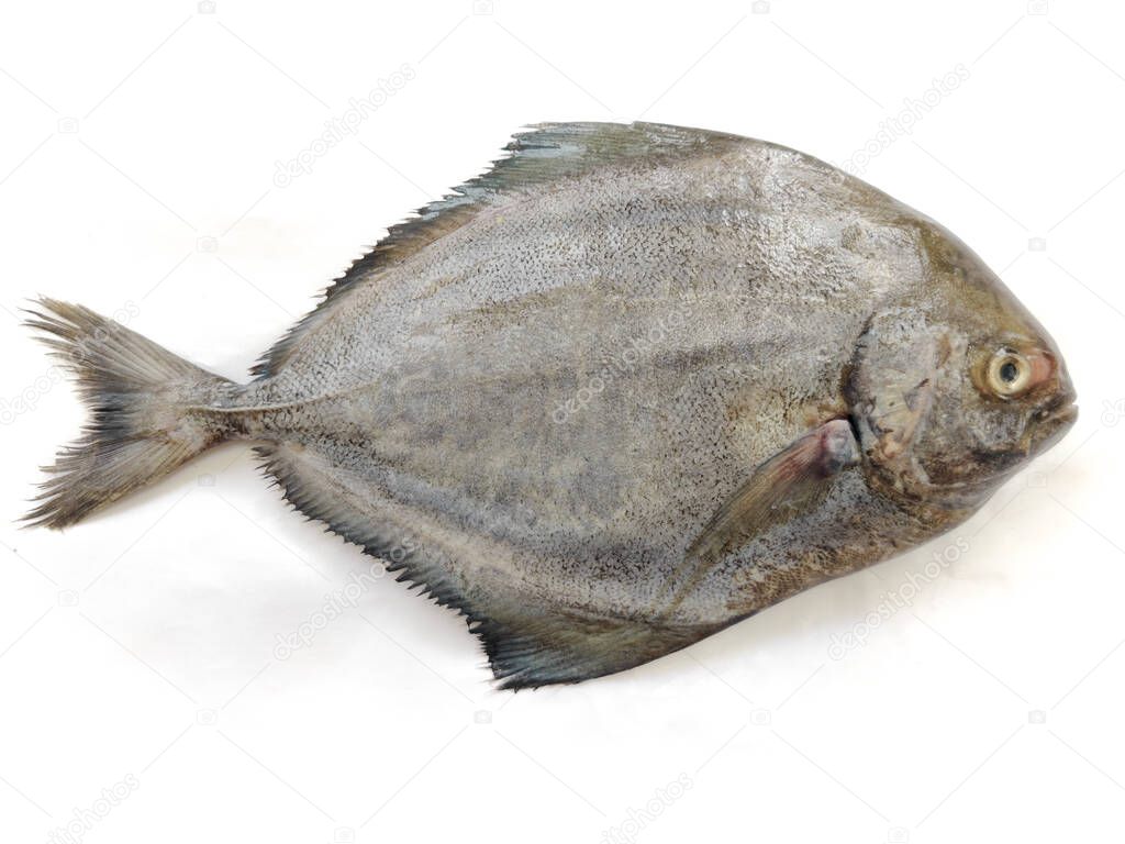 Fresh Black Pomfret fish isolated on a white background,Selective focus.