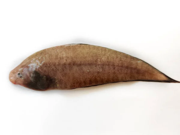 Zungenzunge Tonguefish Isoliert Auf Weißem Hintergrund — Stockfoto