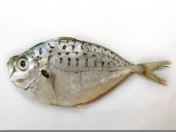 Vue Rapprochée Poisson Poney Leiognathidae Isolé Sur Fond Blanc — Photo