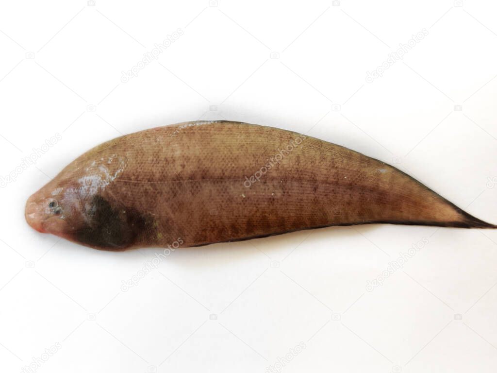 Tongue Sole (Tonguefish) isolated on a white background.