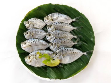 Taze midilli balığının ahşap bir defter üzerindeki sebze ve otlarla süslenmiş yakın görüntüsü, seçici odaklanma. Beyaz arka plan.