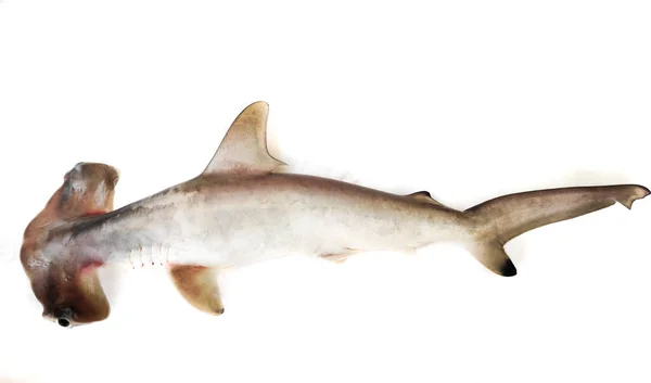 Requin Marteau Lisse Isolé Sur Fond Blanc Mise Point Sélective — Photo