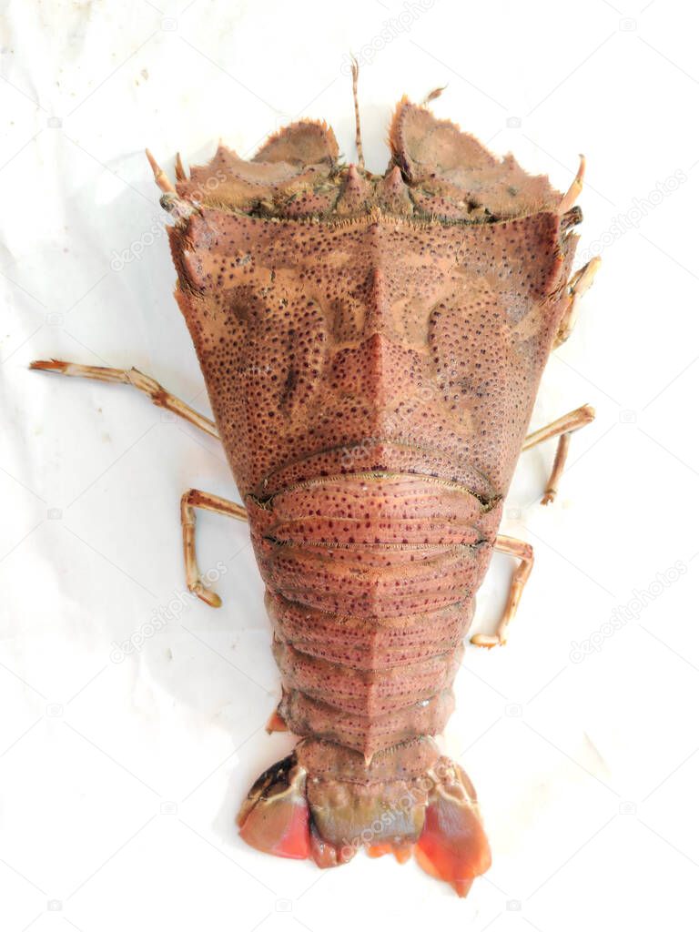 Fresh Sand Lobster or Flathead Lobster or Slipper Lobster isolated on a white background .Selective focus.