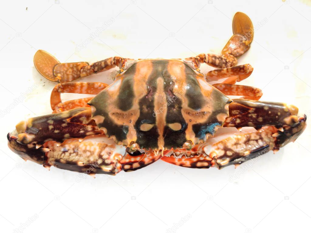 Fresh Crucifix Crab Isolated on white background.Selective focus.