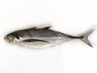 Fresh Finletted Uskumru Balığı ya da Torpido Scad Balığının Beyaz arkaplanda izole edilmiş, Seçici odak noktası.
