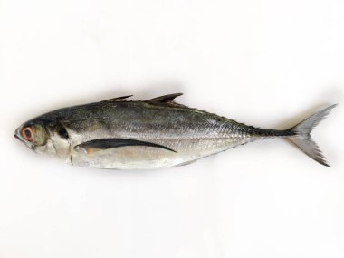 Close up view of Fresh Finletted Mackerel Fish or Torpedo Scad Fish Isolated on White background,Selective focus. clipart