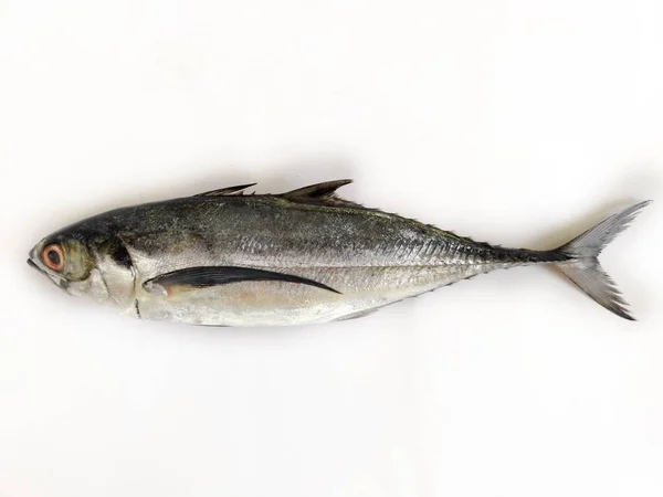 Fresh Finletted Uskumru Balığı ya da Torpido Scad Balığının Beyaz arkaplanda izole edilmiş, Seçici odak noktası.