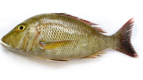 Taze Mparator Fish Beyaz Bir Arkaplanda Izole Edilmiş Üst Görüntüsü — Stok fotoğraf