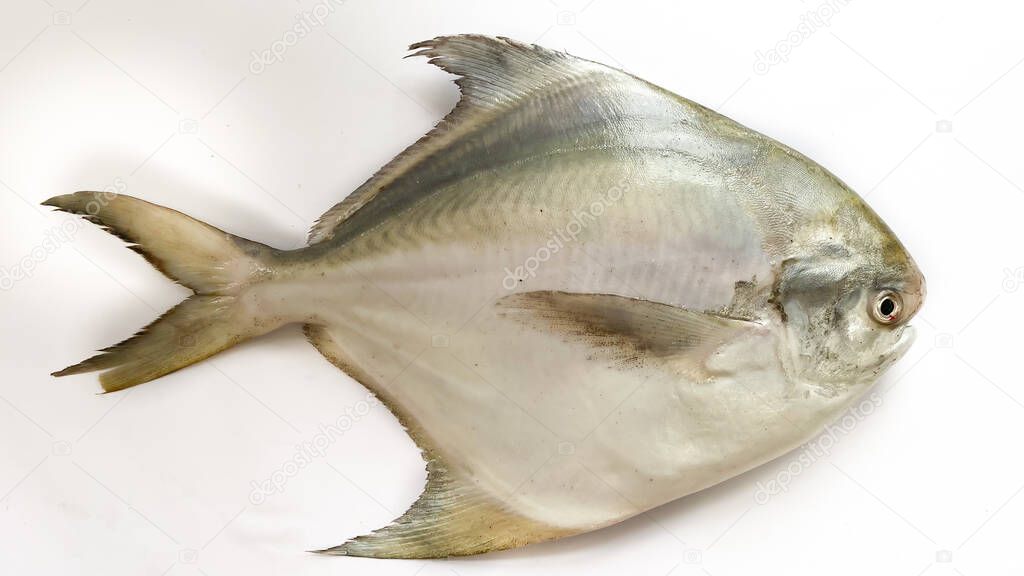 Fresh Silver Pomfret,White Pomfret fish isolated on a white background.Selective focus.