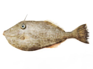 Deri Ceket Balığı, ayrıca Tekboynuz Deri Ceket Balığı olarak da bilinir. Beyaz bir arka planda izole edilmiş..
