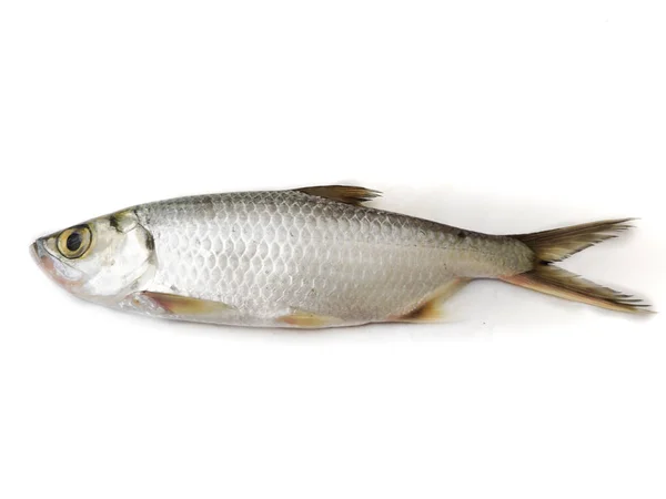 Fresh Indo Pacific Tarpon Fish Isolated White Background Selective Focus — Stock Photo, Image
