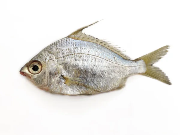 Foco Seletivo Gerres Fish Gerres Filamentosus Whipfin Prata Biddy Fish — Fotografia de Stock