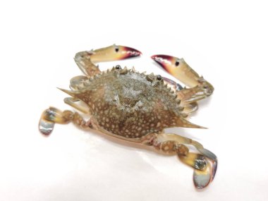 Beyaz arkaplanda izole edilmiş gazami yengecinin (Portunus trituberculatus) seçici odağı.