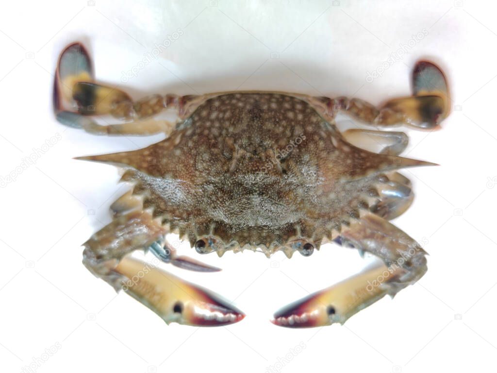 Selective focus of gazami crab(Portunus trituberculatus) isolated on white background.