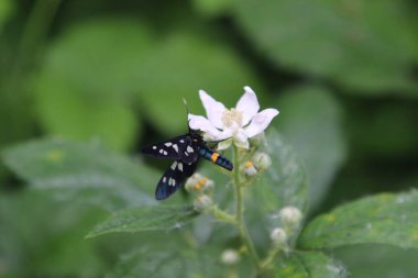 Siyah güvenin seçici odak noktası fotoğrafı, beyaz bir çiçeğin üzerinde oturan siyah bir kelebek, yeşil arka plan, metin için yer