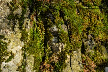 taş üzerinde yosun