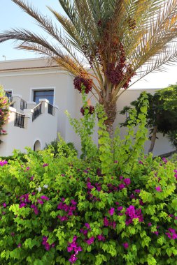 Tarihi avuç içi ve Begonviller binasının arka plan üzerinde