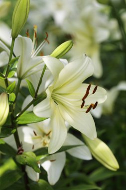 Zambak çiçeği yakın çekim