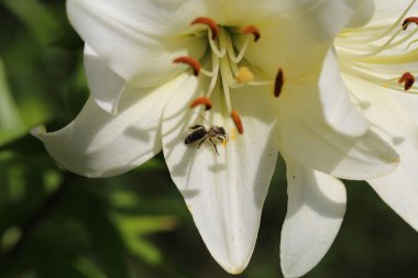 Lily çiçek arı ile yakın çekim