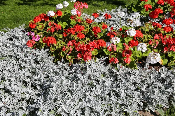 Flowerbed with colorful geraniums and cineraria silver decorativ — Stock Photo, Image