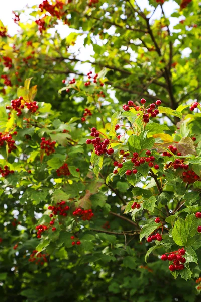 พุ่มไม้ Viburnum กับผลเบอร์รี่สีแดงสดใส วันฤดูร้อนที่มีแดด — ภาพถ่ายสต็อก