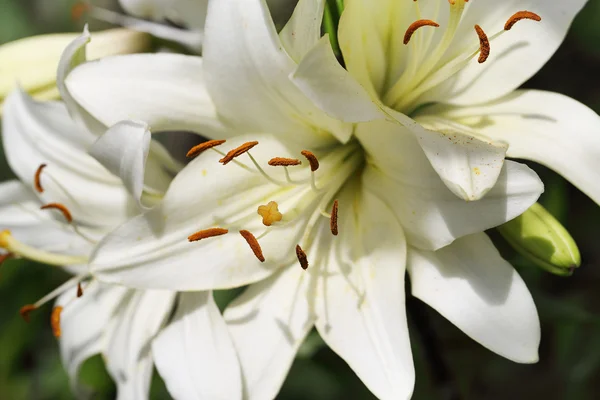 Gros plan de fleur de lys — Photo