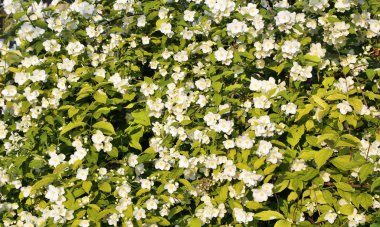 Beyaz Yasemin çiçekli çiçekli çalı