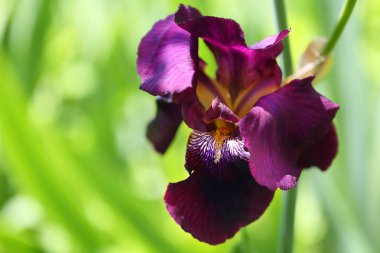 Bahçedeki mor zambak çiçeği