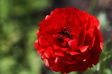 Çiçek parlak kırmızı düğün çiçeği