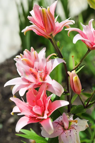 Close up de flor de lírio — Fotografia de Stock