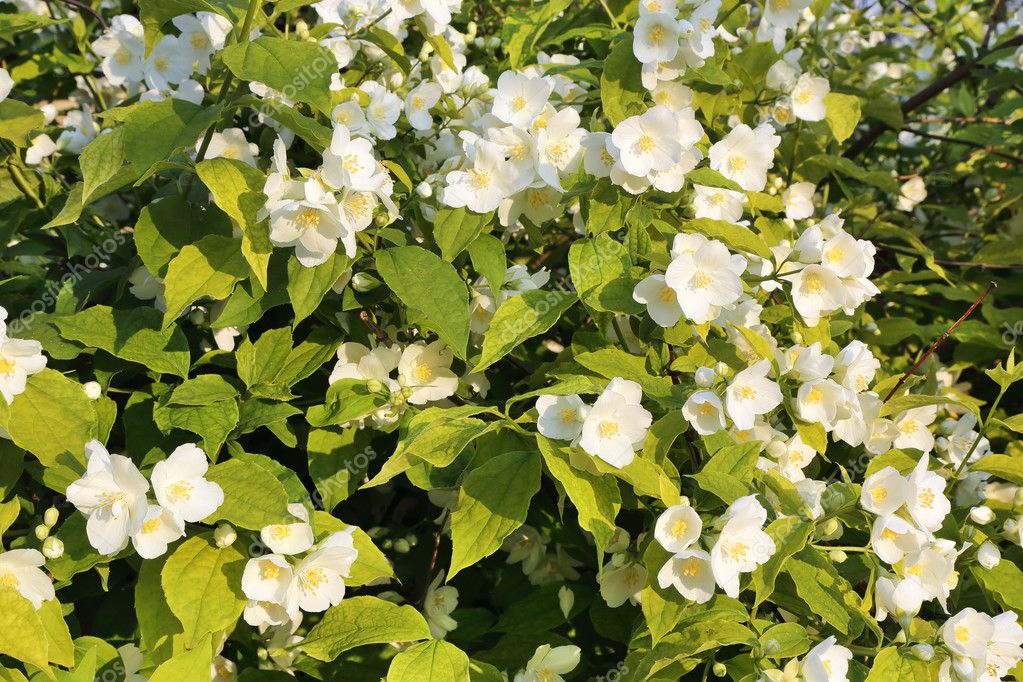 Flowering shrub with white jasmine flowers Stock Photo by ©vitasunny
