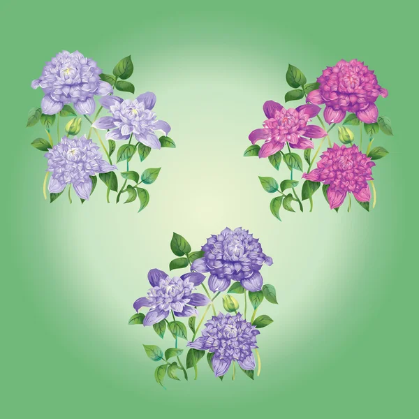 Ramos de flores Clematis — Vector de stock