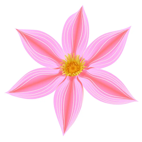 Rosa Blüte der Clematis — Stockvektor