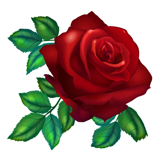 Red rose flower — Stock Vector