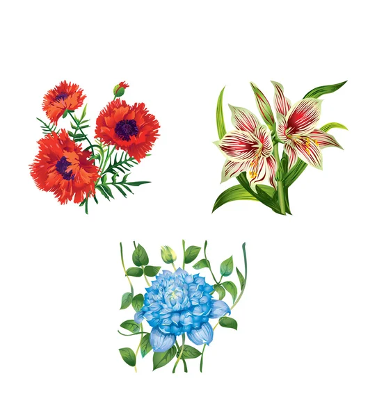 Mohn, Taglilie und Klematis — Stockvektor